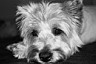 snoopy